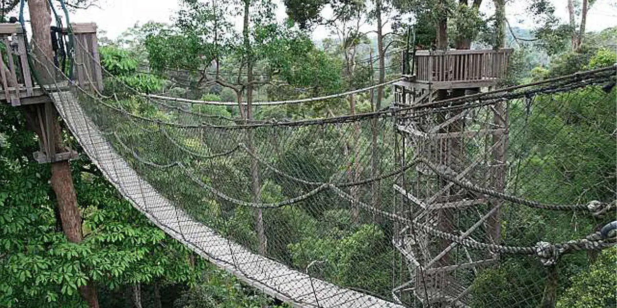 Canopy Bridge Bukit Bengkirai