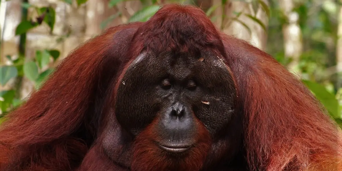 Tanjung Puting Orangutan Tour 3D2N